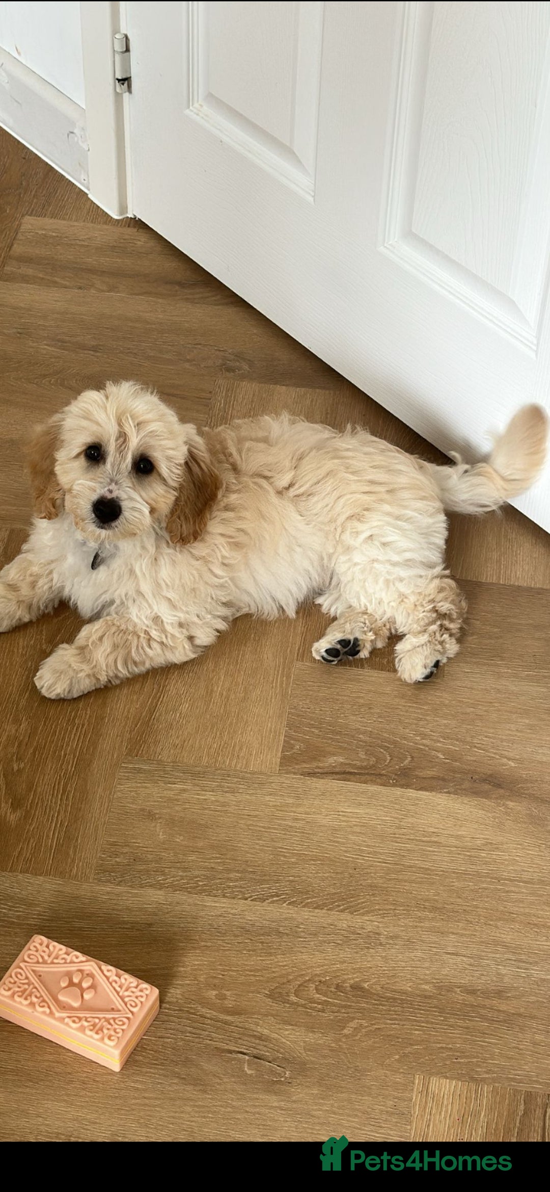 Cockapoo dogs for sale: Frank baby cockapoo  - Image 2