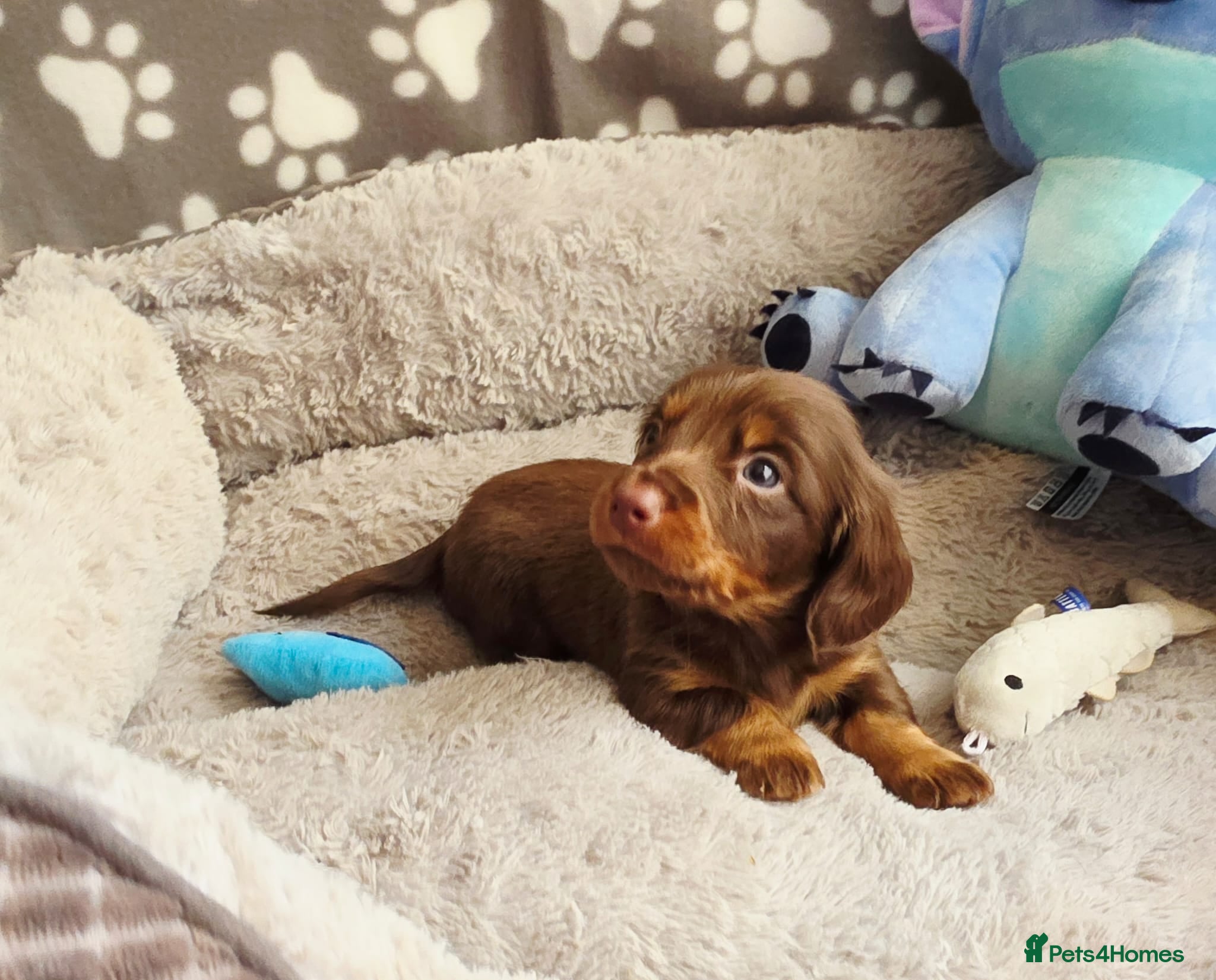 Dachshund dogs Mega cute long haired dachshund puppies  - Advert 13