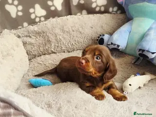 Dachshund dogs Mega cute long haired dachshund puppies - Advert 13