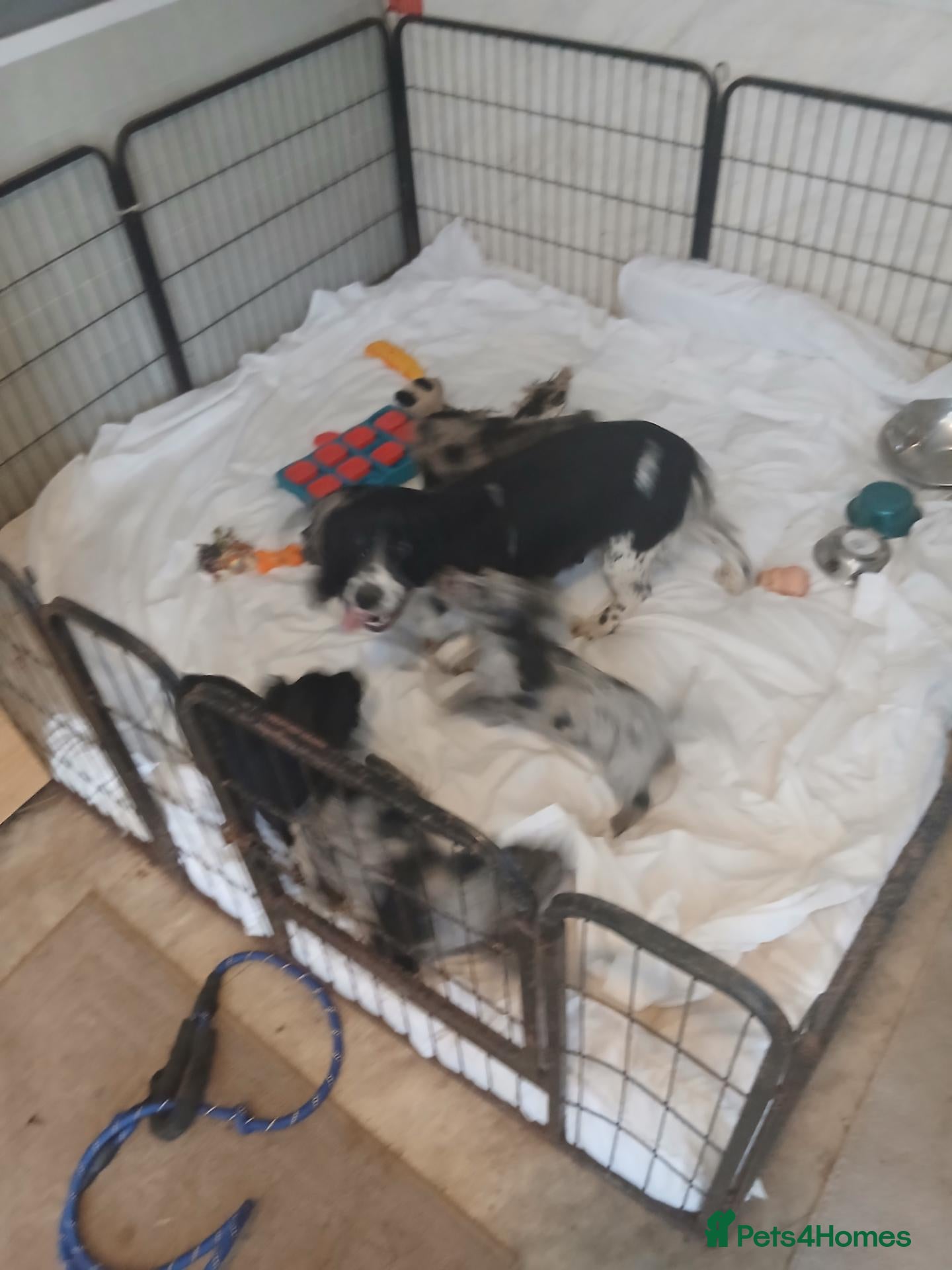 Cocker Spaniel dogs Cocker spaniel pups  - Advert 1
