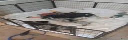 Cocker Spaniel dogs for sale: Cocker spaniel pups  - Advert 1