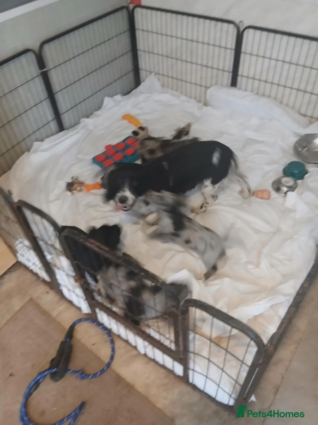 Cocker Spaniel dogs for sale: Cocker spaniel pups  - Advert 1