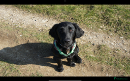 Flat coated Retriever dogs for sale: Beautiful Labrador retriever flatcoat gundog pups  in Haywards Heath - Image 18