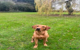 Labrador Retriever dogs for stud: Working KC reg Fox Red Labrador Retriever For Stud in Chelmsford - Image 4
