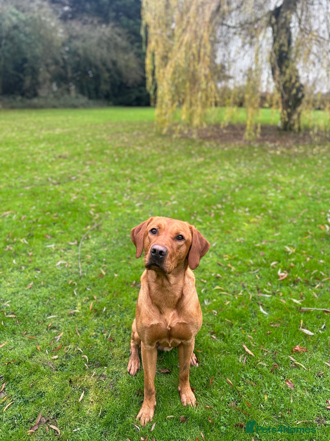Labrador Retriever dogs for stud: Working KC reg Fox Red Labrador Retriever For Stud in Chelmsford - Image 4