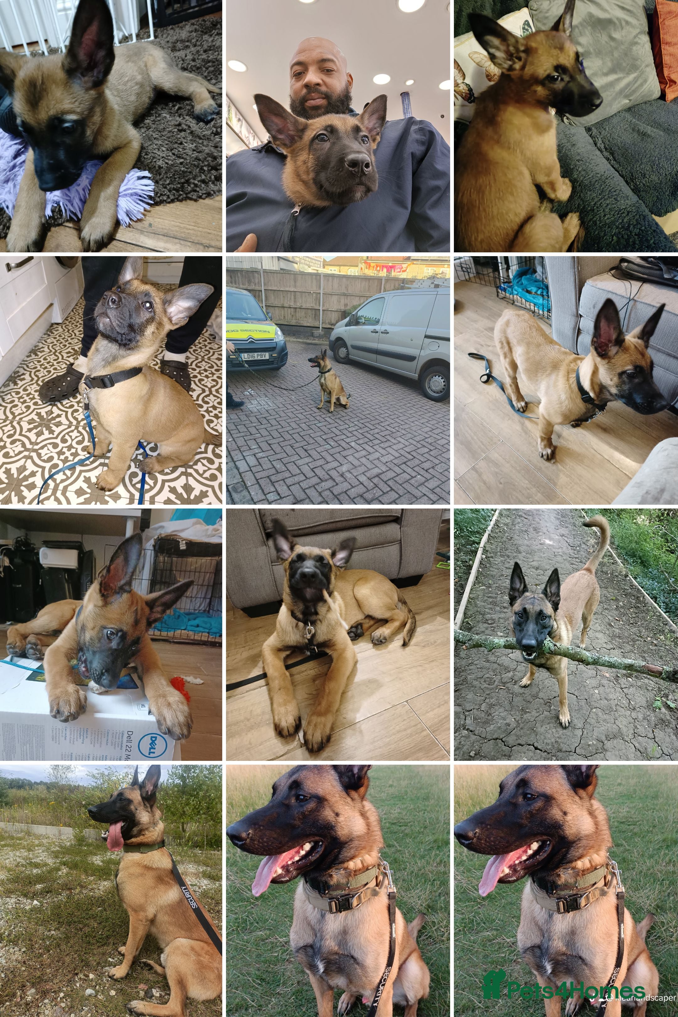Belgian Shepherd Dog dogs for sale: Belgian Malinois Puppies Ready Now - Advert 11