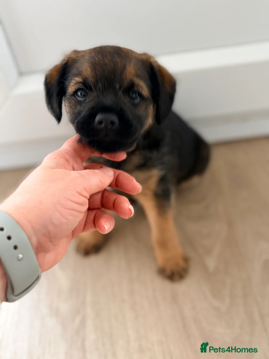 Border Terrier dogs for sale: Border terrier puppies  in Sleaford - Advert 5