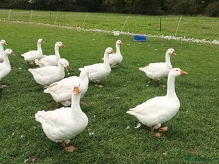 Geese poultry - Advert 22