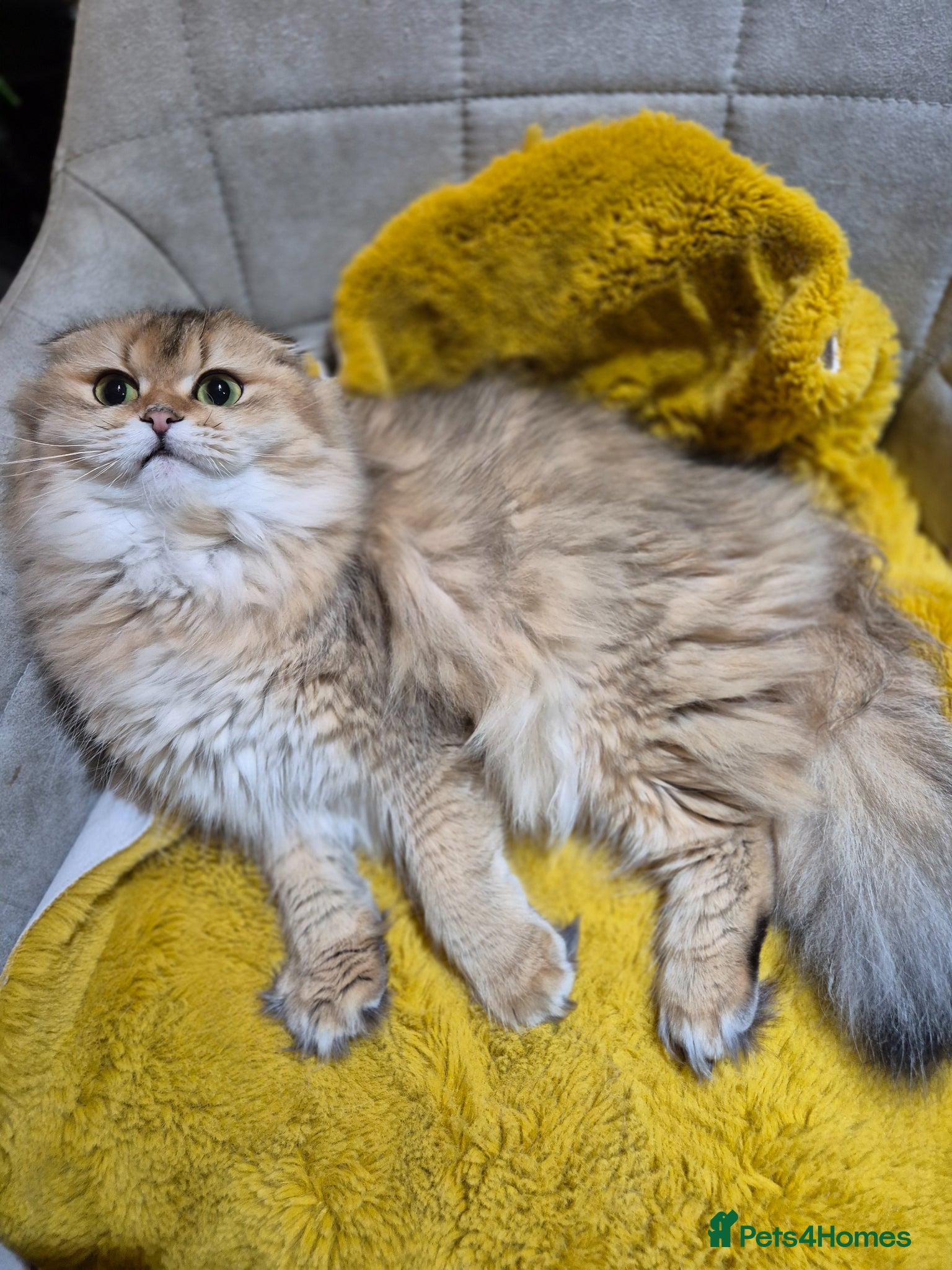 Scottish Fold cats for sale: In your lap Scottish Fold/Straight kittens  - Advert 18