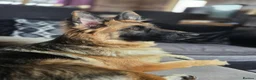 German Shepherd dogs for sale: 9 month old female german shepherd in Stafford - Advert 1