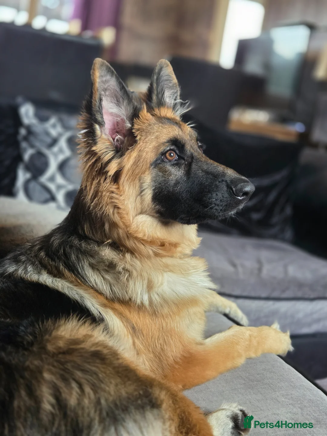 German Shepherd dogs for sale: 9 month old female german shepherd in Stafford - Advert 1