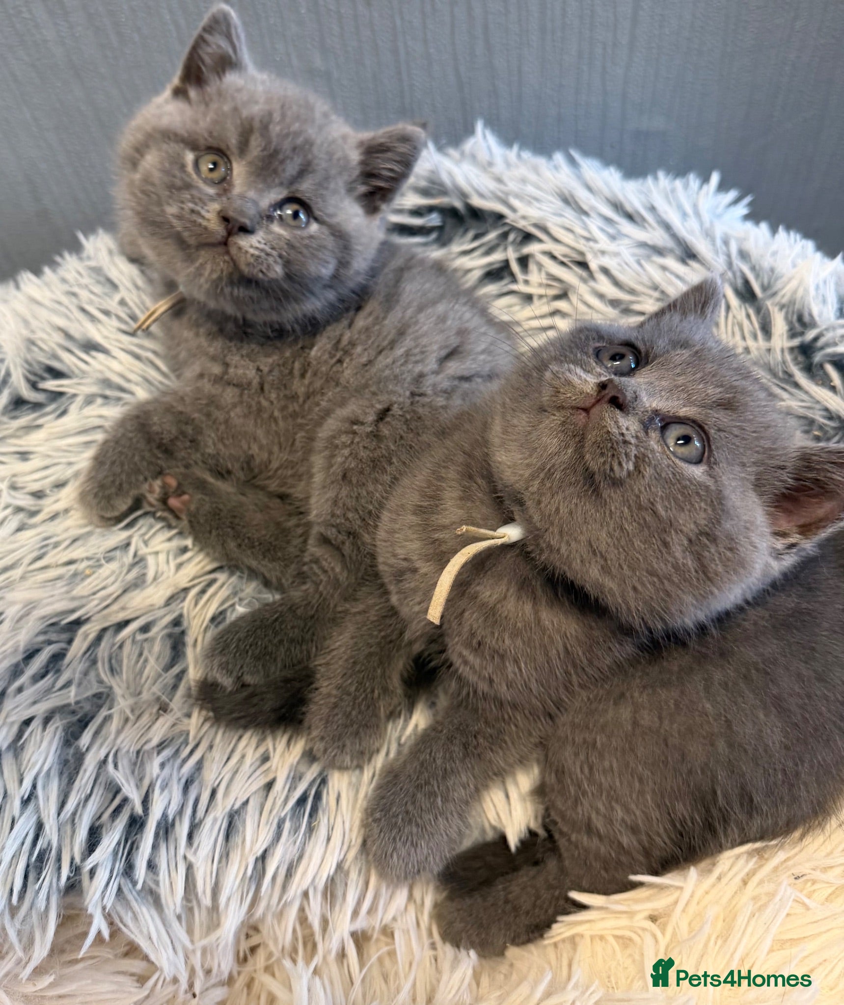 British Shorthair cats British blue shorthair REDUCED £400 - Advert 1