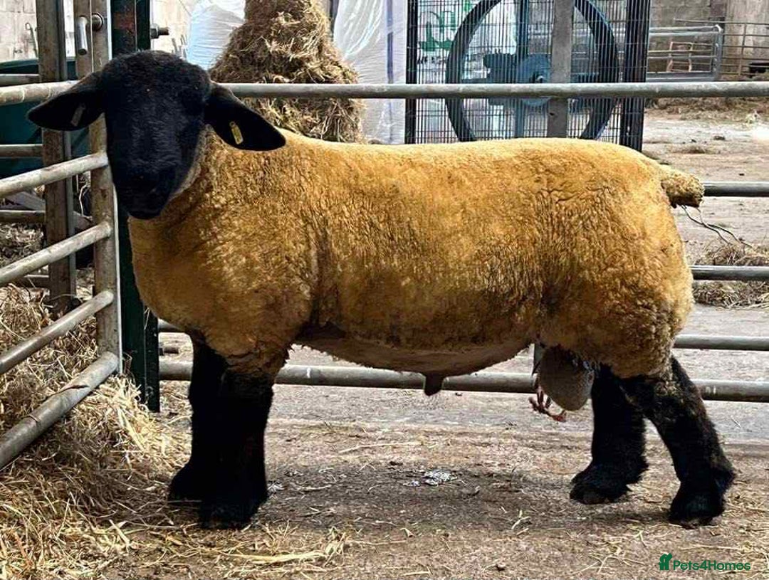 Sheep livestock for sale: Kerry Hill Tup, Ewes & Lambs  - Image 8