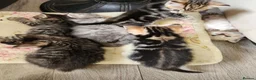 Mixed Breed cats for sale: Kittens for sale - Advert 10