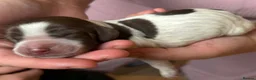 Sprocker dogs for sale: STUNNING SPROCKER PUPS - Advert 4