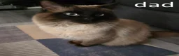 Ragdoll cats for sale: Ragdoll Kittens for sale - Advert 21