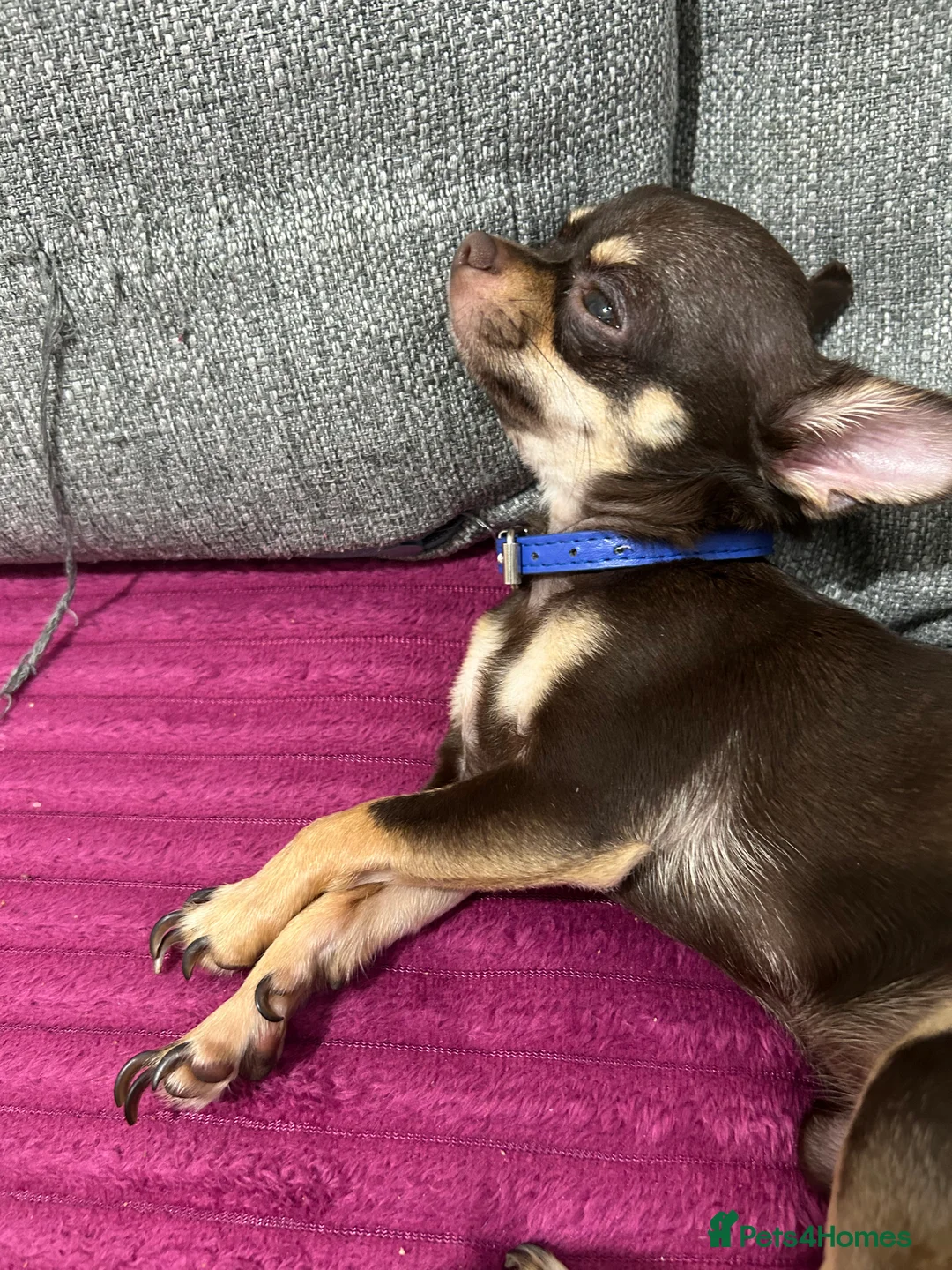 Chihuahua dogs for stud: Chihuahua Boy for stud Brown  - Advert 5