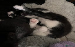 Abyssinian cats for sale: Abyssinian/ ragdoll kittens  - Image 6