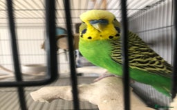 Budgerigars birds for sale: Two best friend male budgies, 2 and 1 year old. - Image 5