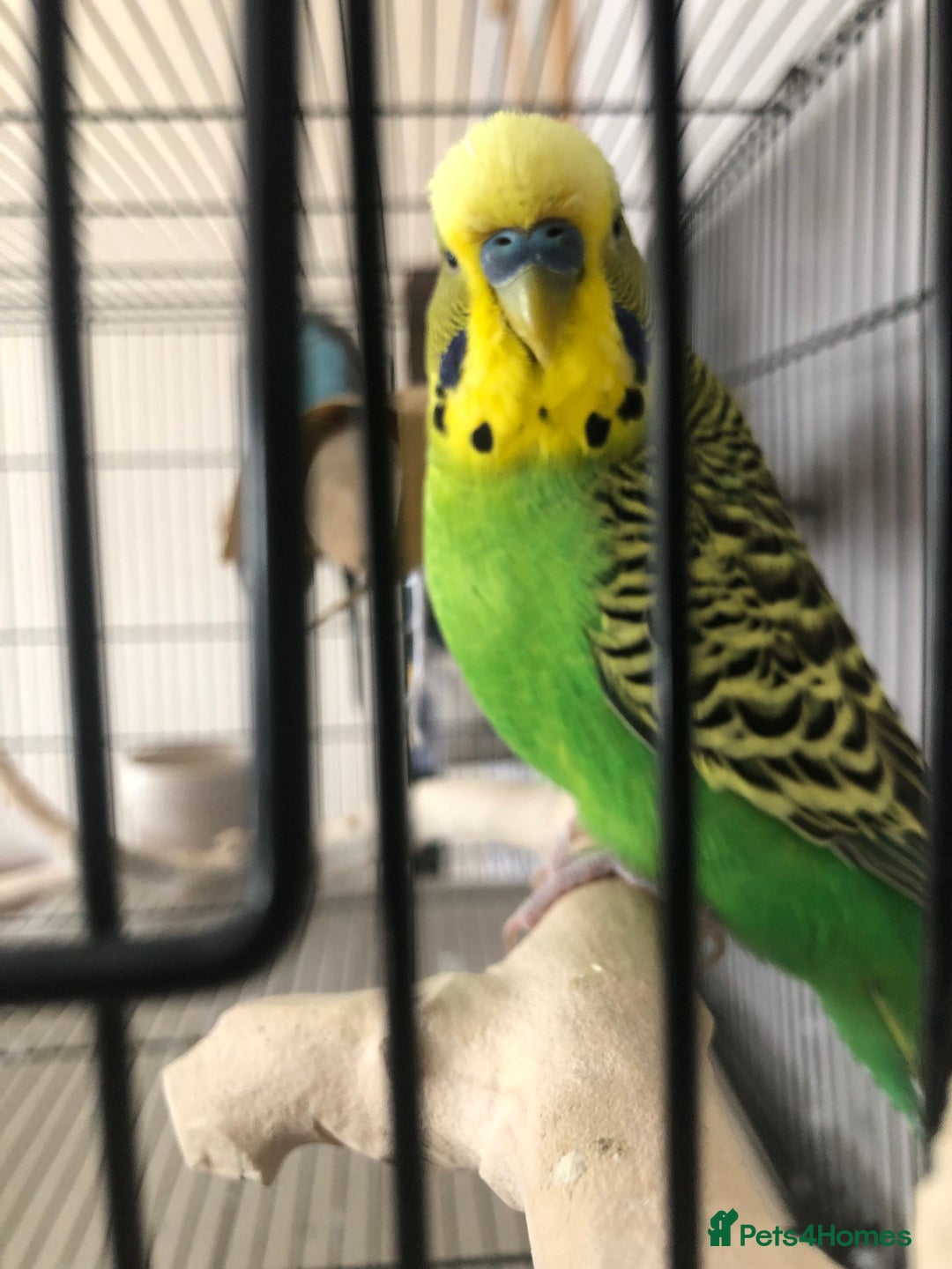 Budgerigars birds for sale: Two best friend male budgies, 2 and 1 year old. - Image 5
