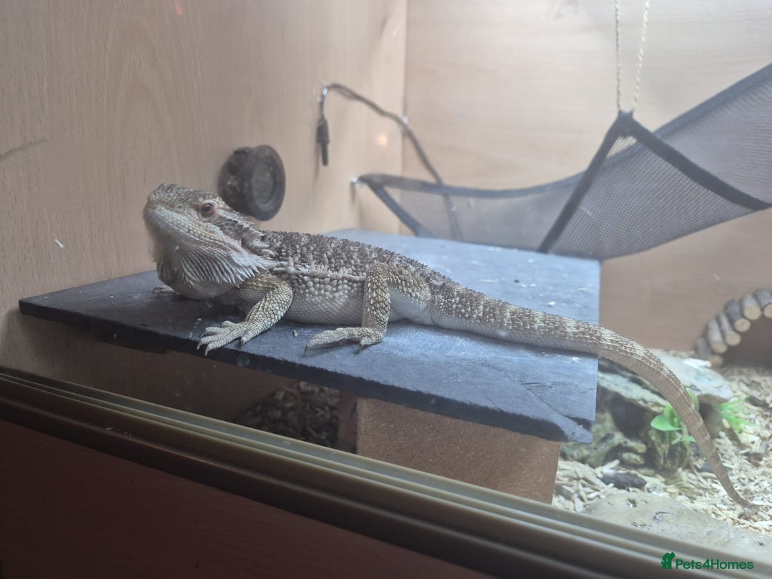 Bearded Dragon reptiles for sale: Bearded Dragon 5 months old - Advert 1
