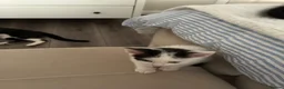 Mixed Breed cats for sale: Mixed breed kittens  - Advert 7
