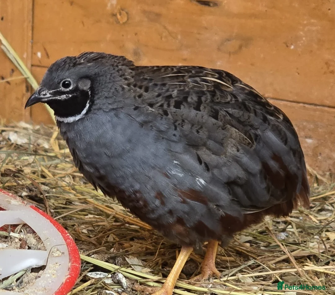 Quail poultry for sale: Chinese Painted Quail - Advert 2