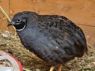 Quail poultry Chinese Painted and Coturnix Quail - Advert 11