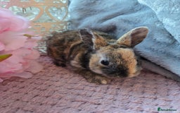 Rex rabbits for sale: 🐰🐰Beautiful baby mini rex 🐰🐰 - Advert 4