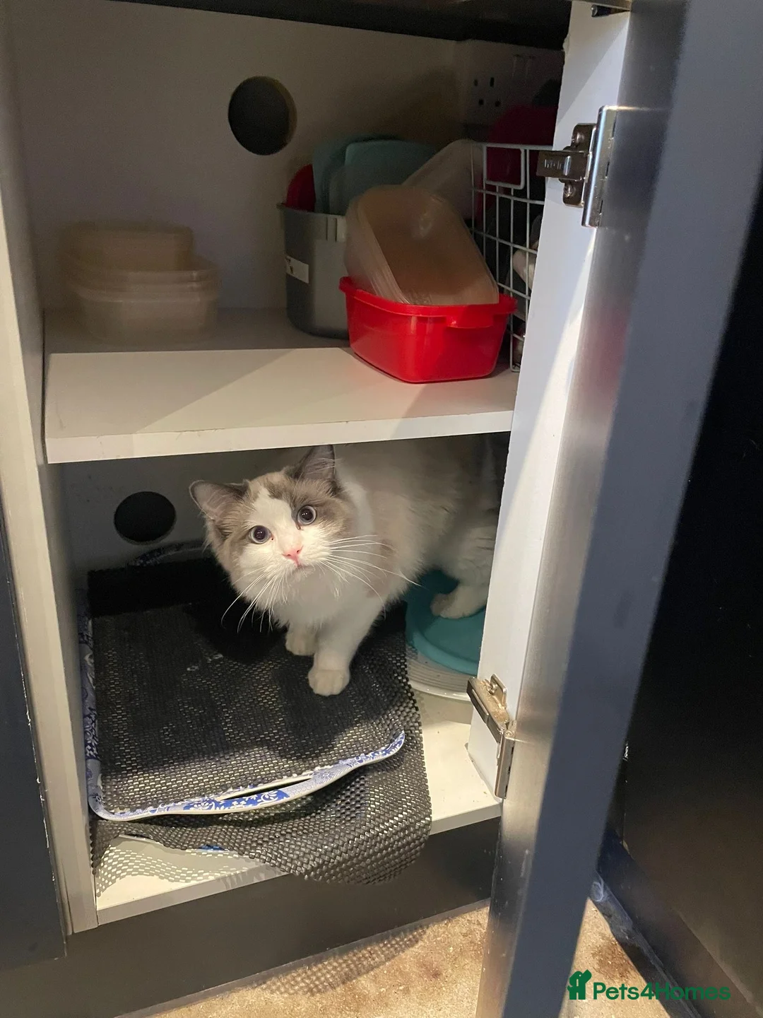 Ragdoll cats for sale: Male ragdoll cat for sale  - Advert 2