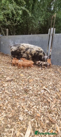 Pig livestock - Advert 8