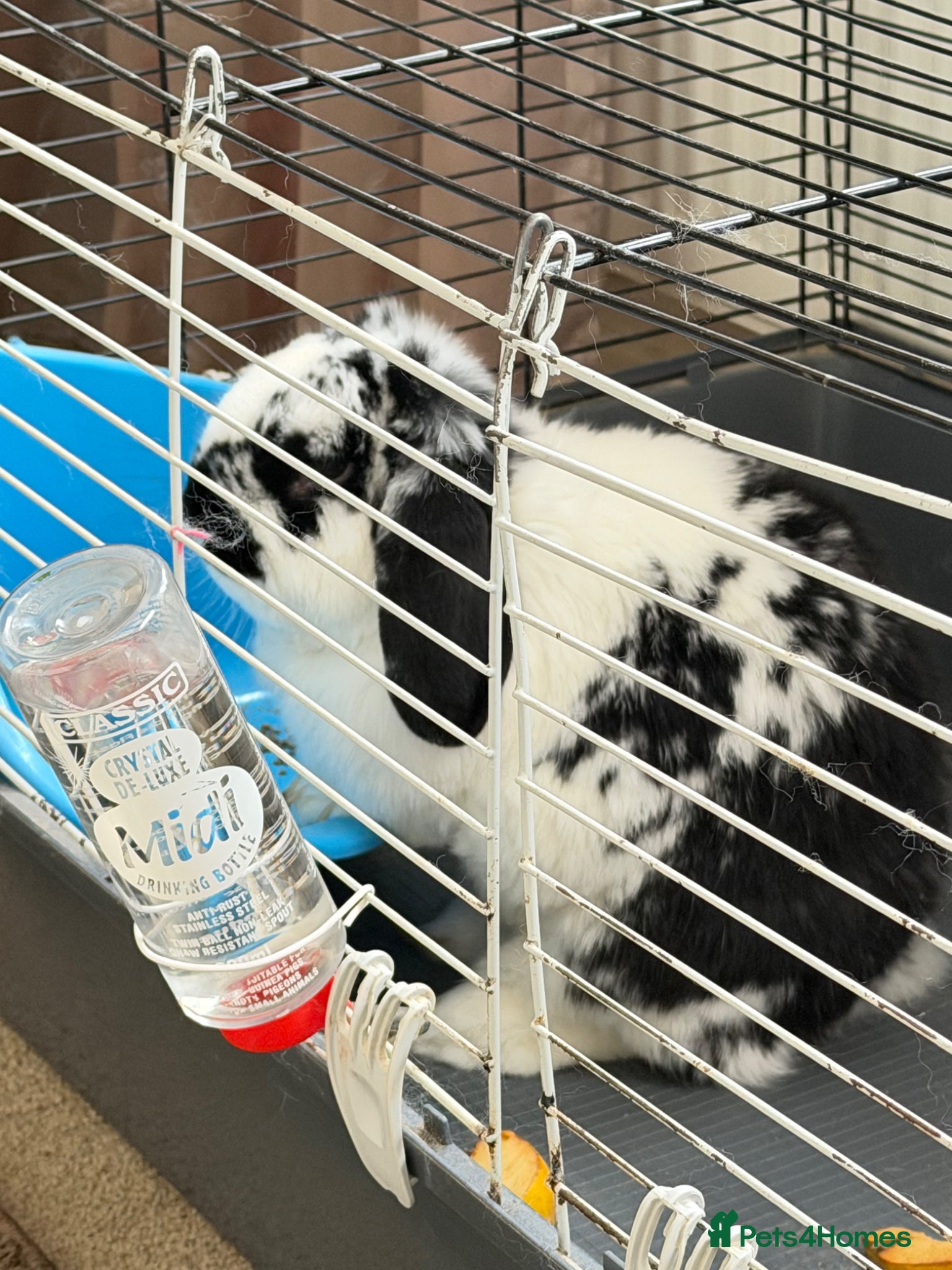 Mini Lop rabbits for sale: Loving Home Wanted for Our Beloved Bunny, Bebe 🐰 in Corby - Advert 1
