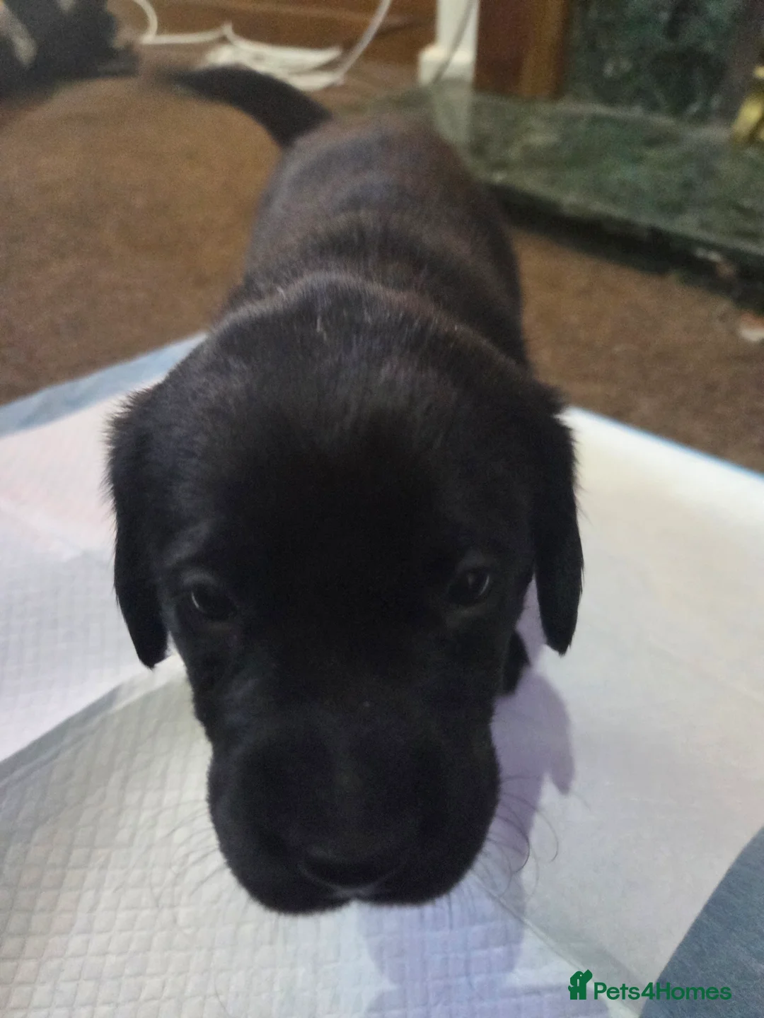Labrador Retriever dogs for sale: KC Registered Black Labrador Puppies  - Advert 12