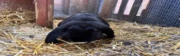 French Lop rabbits for sale: Male Baby “Giant” French Lop ready to reserve  - Advert 4