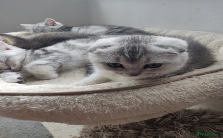 British Shorthair cats - Advert 5