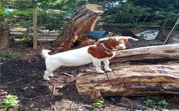 Goats livestock for sale: Boer goat x nannies and pygmy Billy  - Image 4