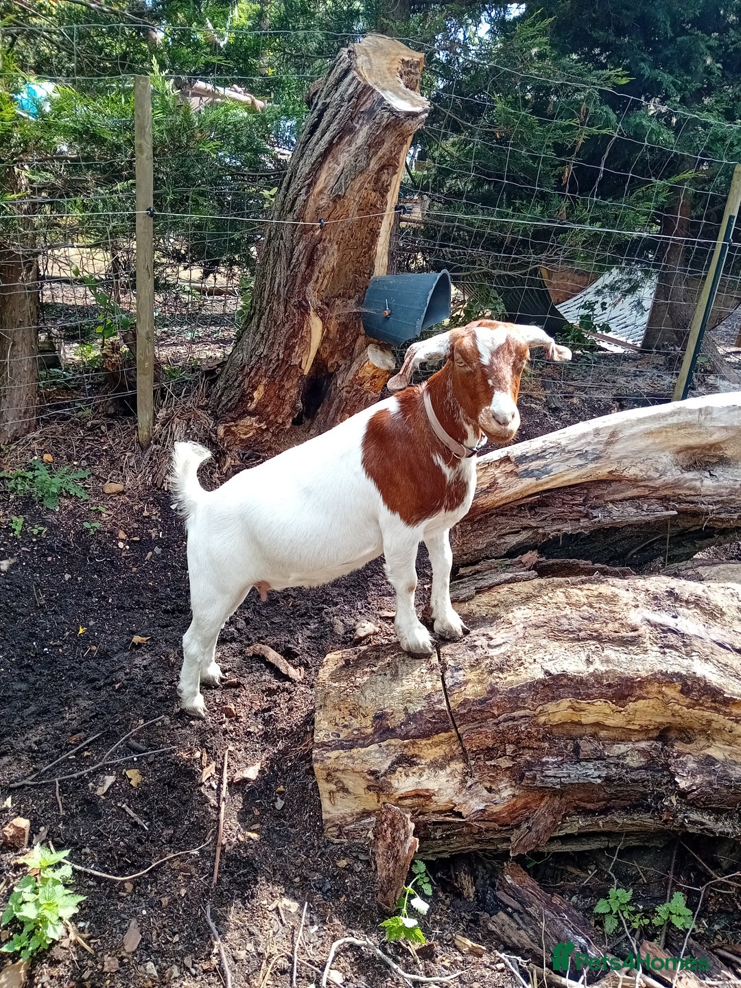 Goats livestock for sale: Boer goat x nannies and pygmy Billy  - Image 4