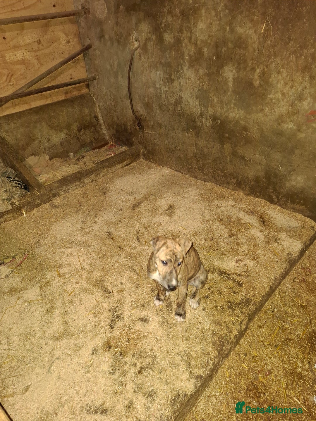 Lurcher dogs for sale: Lurcher pups for sale  - Advert 10