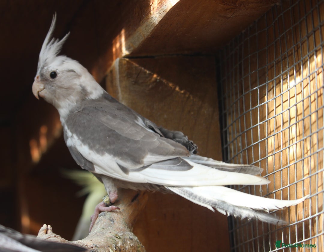 Cockatiels birds for sale: Young Whiteface Cockatiels for Sale in Southport - Advert 4
