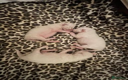 Ragdoll cats for sale: Rag doll kittens  - Image 10