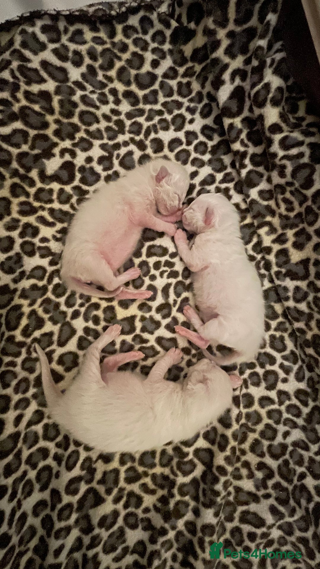 Ragdoll cats for sale: Rag doll kittens  - Image 10