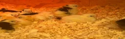 Chickens poultry for sale: Day old chicks  - Advert 2