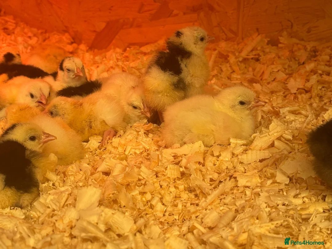 Chickens poultry for sale: Day old chicks  - Advert 2