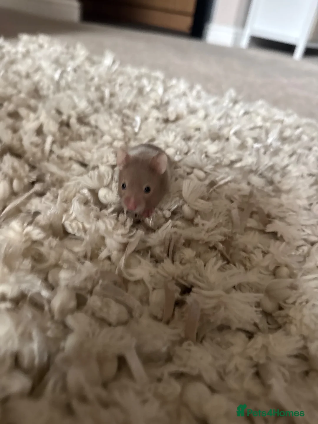 Hamster rodents for sale: Boy hamster for adoption  in Stafford - Advert 4