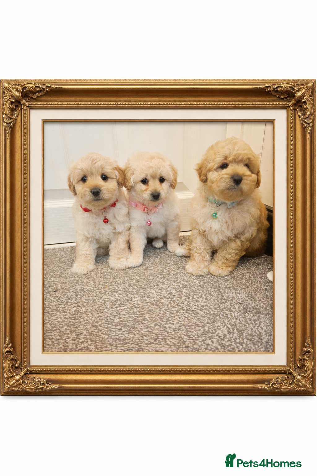 Cockapoo dogs Ready ! 2 sweet girls and 1 lovly boy - Advert 1