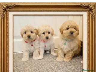 Cockapoo dogs Ready ! 2 sweet girls and 1 lovly boy - Advert 10