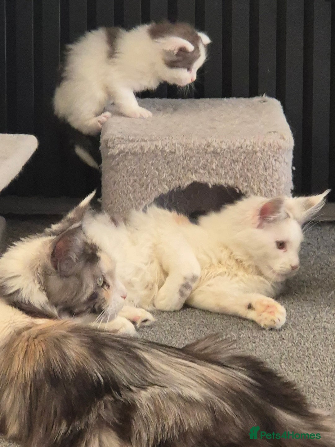 Maine Coon cats for sale: Maine coon kittens  - Advert 15