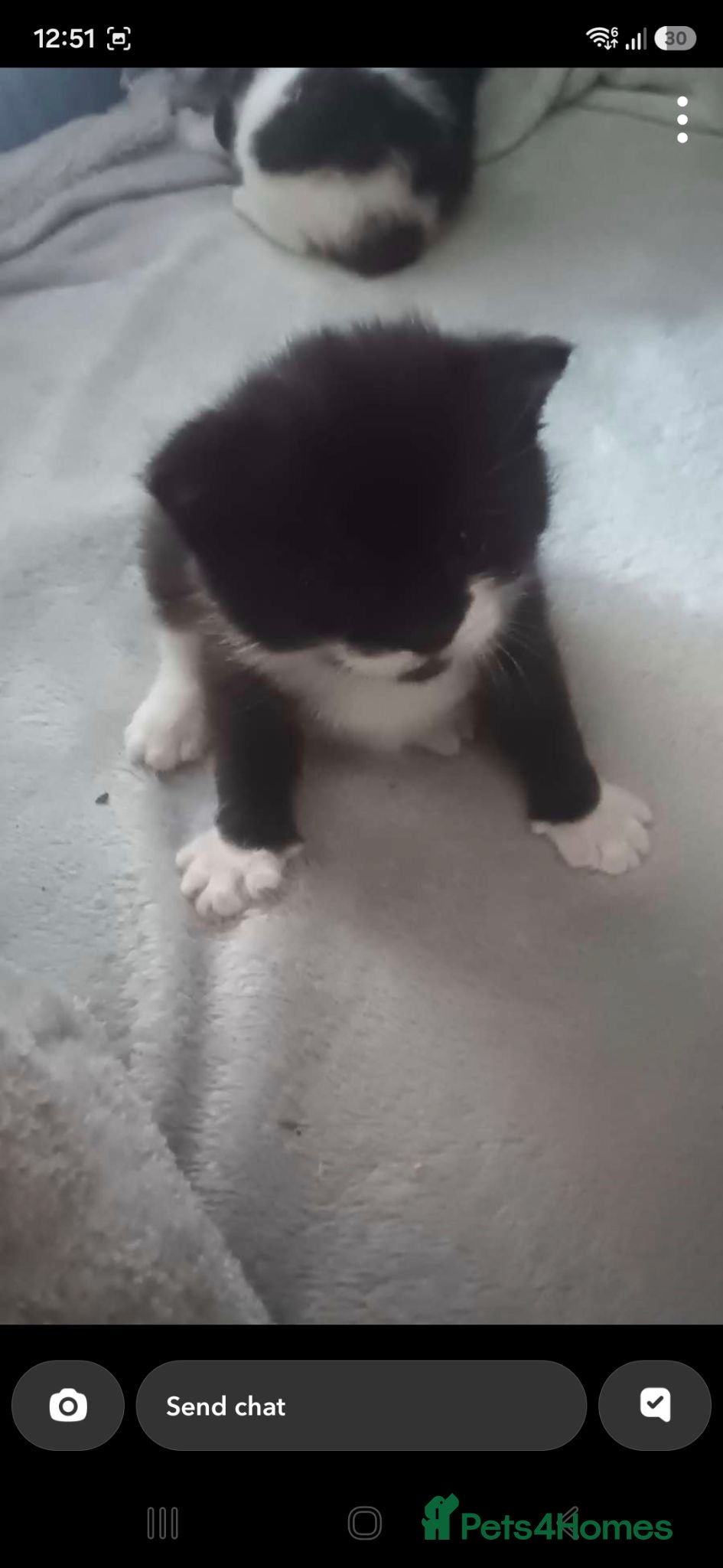 Mixed Breed cats 2 female kittens left - Advert 4