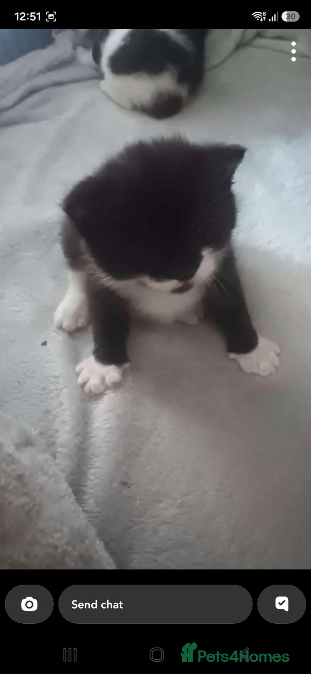 Mixed Breed cats for sale: 2 female kittens left - Advert 1
