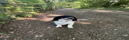 Mixed Breed dogs for sale: Male neutered Sprockerpoo  - Advert 3